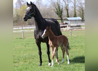 Oldenburger, Merrie, 9 Jaar, 170 cm, Donkerbruin