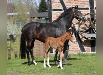 Oldenburger, Merrie, 9 Jaar, 170 cm, Donkerbruin