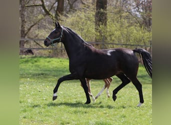 Oldenburger, Merrie, 9 Jaar, 170 cm, Donkerbruin