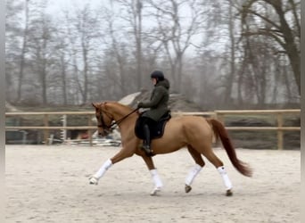 Oldenburger, Merrie, 9 Jaar, 170 cm, Donkere-vos