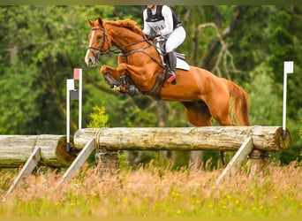 Oldenburger, Merrie, 9 Jaar, 170 cm, Vos