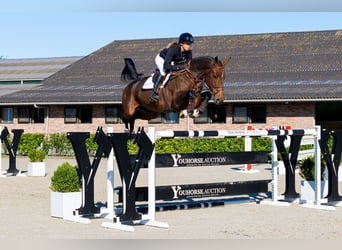 Oldenburger, Merrie, 9 Jaar, 171 cm, Bruin