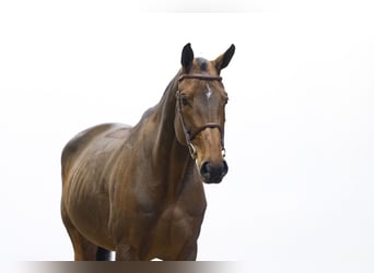 Oldenburger, Merrie, 9 Jaar, 171 cm, Bruin