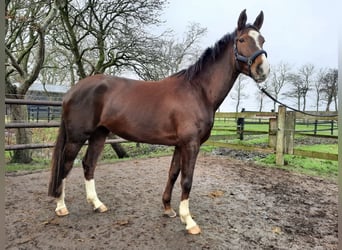 Oldenburger, Merrie, 9 Jaar, 171 cm, Donkere-vos