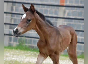 Oldenburger, Merrie, 9 Jaar, 171 cm, Donkere-vos