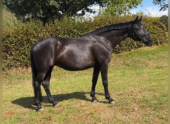Oldenburger, Merrie, 9 Jaar, 171 cm, Zwart