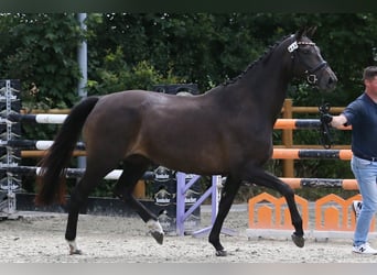 Oldenburger, Merrie, 9 Jaar, 172 cm, Donkerbruin