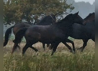 Oldenburger, Merrie, 9 Jaar, 172 cm, Donkerbruin