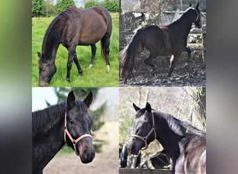 Oldenburger, Merrie, 9 Jaar, 172 cm, Donkerbruin