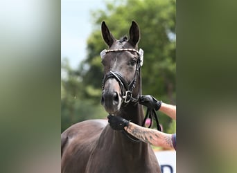 Oldenburger, Merrie, 9 Jaar, 172 cm, Donkerbruin
