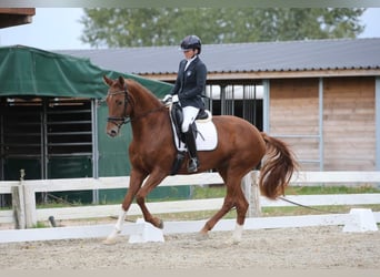 Oldenburger, Merrie, 9 Jaar, 172 cm, Vos