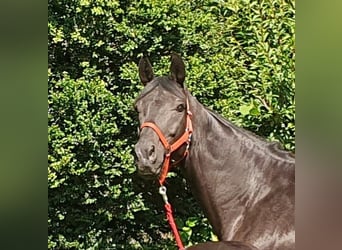 Oldenburger, Merrie, 9 Jaar, 172 cm, Zwartbruin