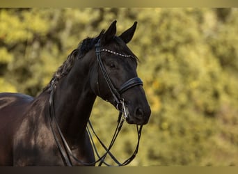 Oldenburger, Merrie, 9 Jaar, 173 cm, Zwart