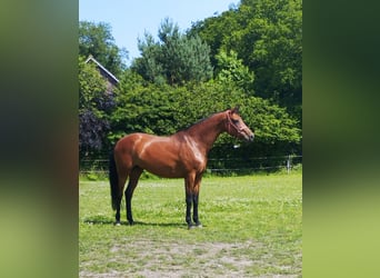 Oldenburger, Merrie, 9 Jaar, 176 cm, Bruin