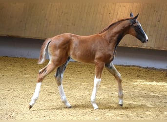 Oldenburger, Merrie, 9 Jaar, 176 cm, Donkerbruin
