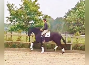 Oldenburger, Merrie, 9 Jaar, 177 cm, Zwart