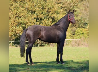 Oldenburger, Merrie, 9 Jaar, 177 cm, Zwart