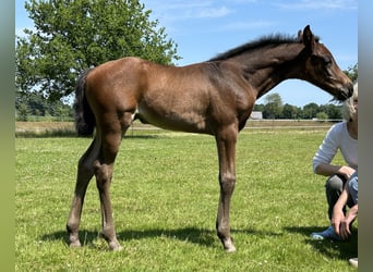 Oldenburger, Merrie, , 165 cm, Donkerbruin