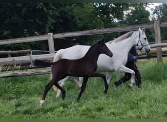 Oldenburger, Merrie, Veulen (03/2026), 166 cm, kan schimmel zijn