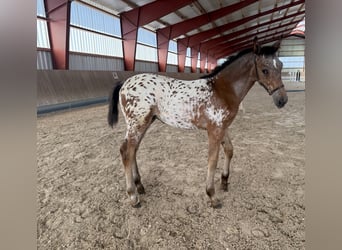 Oldenburger, Merrie, Veulen (05/2026), 168 cm, Appaloosa