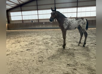 Oldenburger, Merrie, Veulen (05/2026), 168 cm, Appaloosa