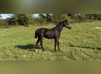 Oldenburger, Merrie, Veulen (03/2025), 168 cm, Bruin Oldenburger, Merrie, Veulen (03/2025), 168 cm, Bruin