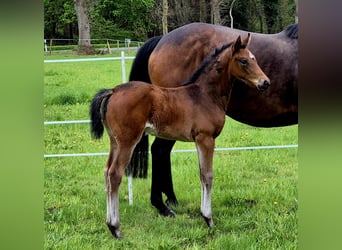 Oldenburger, Merrie, , 168 cm, Donkerbruin
