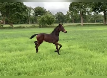 Oldenburger, Merrie, , 168 cm, Donkerbruin