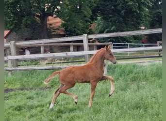 Oldenburger, Merrie, Veulen (04/2026), 168 cm