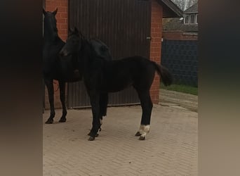 Oldenburger, Merrie, Veulen (06/2025), 168 cm, Zwartbruin
