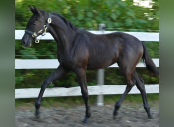 Oldenburger, Merrie, Veulen (02/2025), 169 cm, Bruin