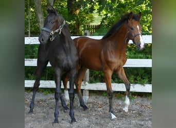 Oldenburger, Merrie, Veulen (02/2025), 169 cm, Bruin