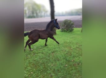 Oldenburger Mix, Merrie, , 169 cm, Donkerbruin