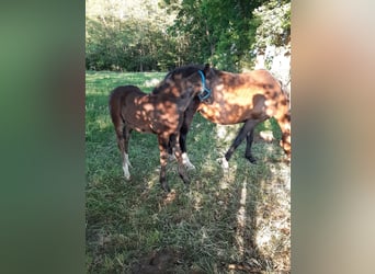 Oldenburger Mix, Merrie, , 169 cm, Donkerbruin
