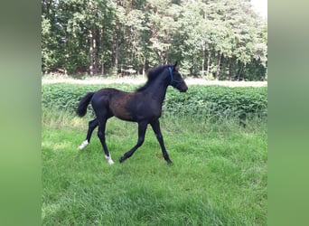 Oldenburger Mix, Merrie, , 169 cm, Donkerbruin