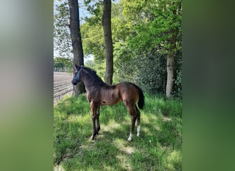 Oldenburger, Merrie, , 169 cm, Donkerbruin