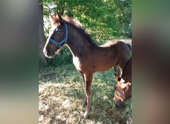 Oldenburger Mix, Merrie, , 169 cm, Donkerbruin