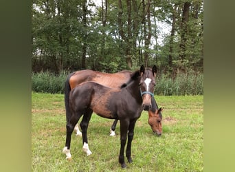 Oldenburger Mix, Merrie, , 169 cm, Donkerbruin