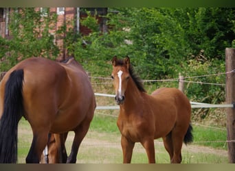 Oldenburger, Merrie, , 170 cm, Bruin