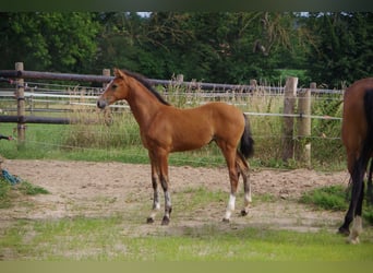 Oldenburger, Merrie, , 170 cm, Bruin