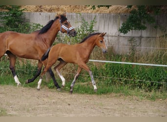 Oldenburger, Merrie, , 170 cm, Bruin