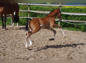 Oldenburger, Merrie, , 170 cm, Bruin