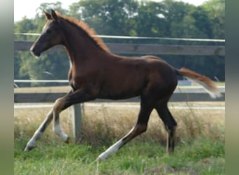 Oldenburger, Merrie, Veulen (03/2025), 170 cm, Bruin