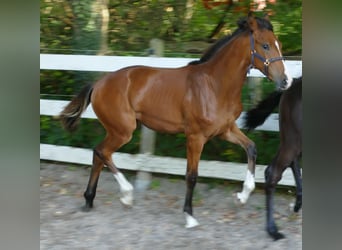 Oldenburger, Merrie, Veulen (03/2025), 170 cm, Bruin