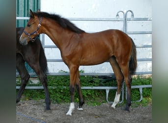 Oldenburger, Merrie, Veulen (03/2025), 170 cm, Bruin