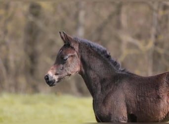 Oldenburger, Merrie, veulen (03/2023), 170 cm, Donkerbruin