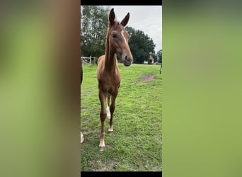 Oldenburger, Merrie, veulen (05/2023), 170 cm, Donkere-vos