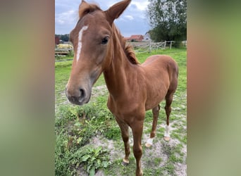 Oldenburger, Merrie, veulen (05/2023), 170 cm, Donkere-vos