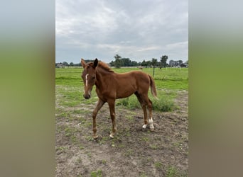 Oldenburger, Merrie, veulen (05/2023), 170 cm, Donkere-vos