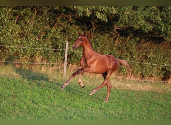 Oldenburger, Merrie, veulen (05/2024), 170 cm, Donkere-vos